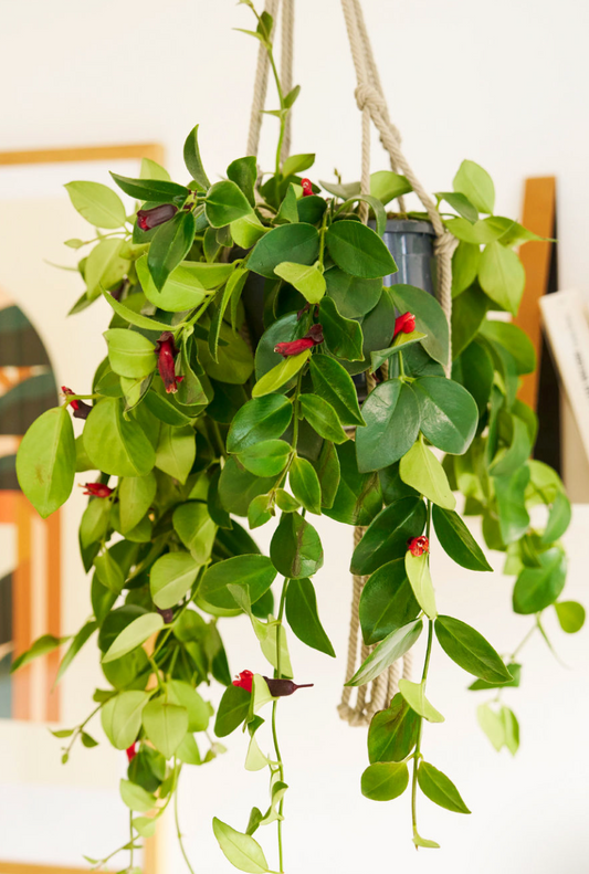 Aeschynanthus (plante rouge à lèvre) - 5 pouces