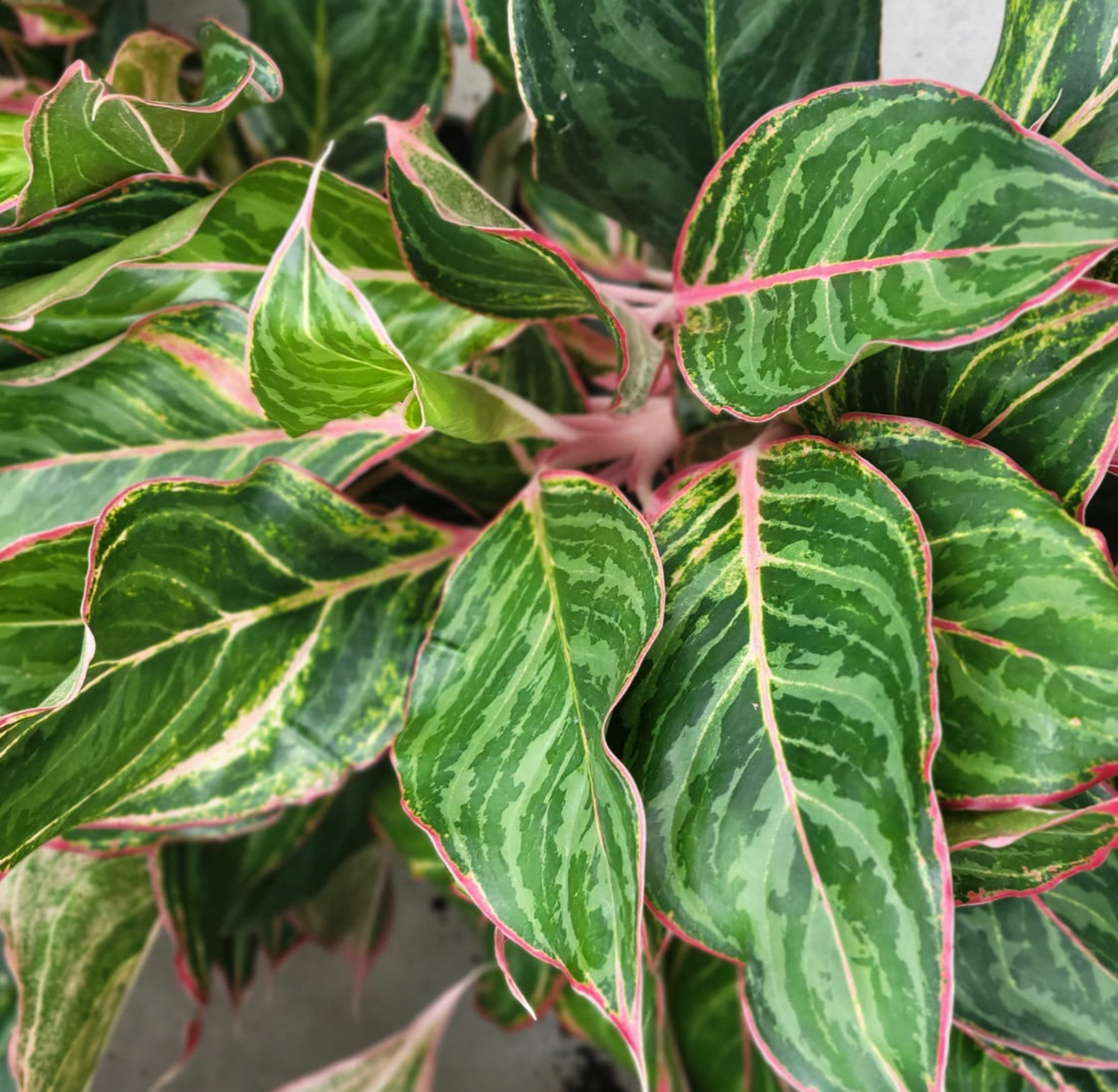 Aglaonema Moonstone - 6 pouces