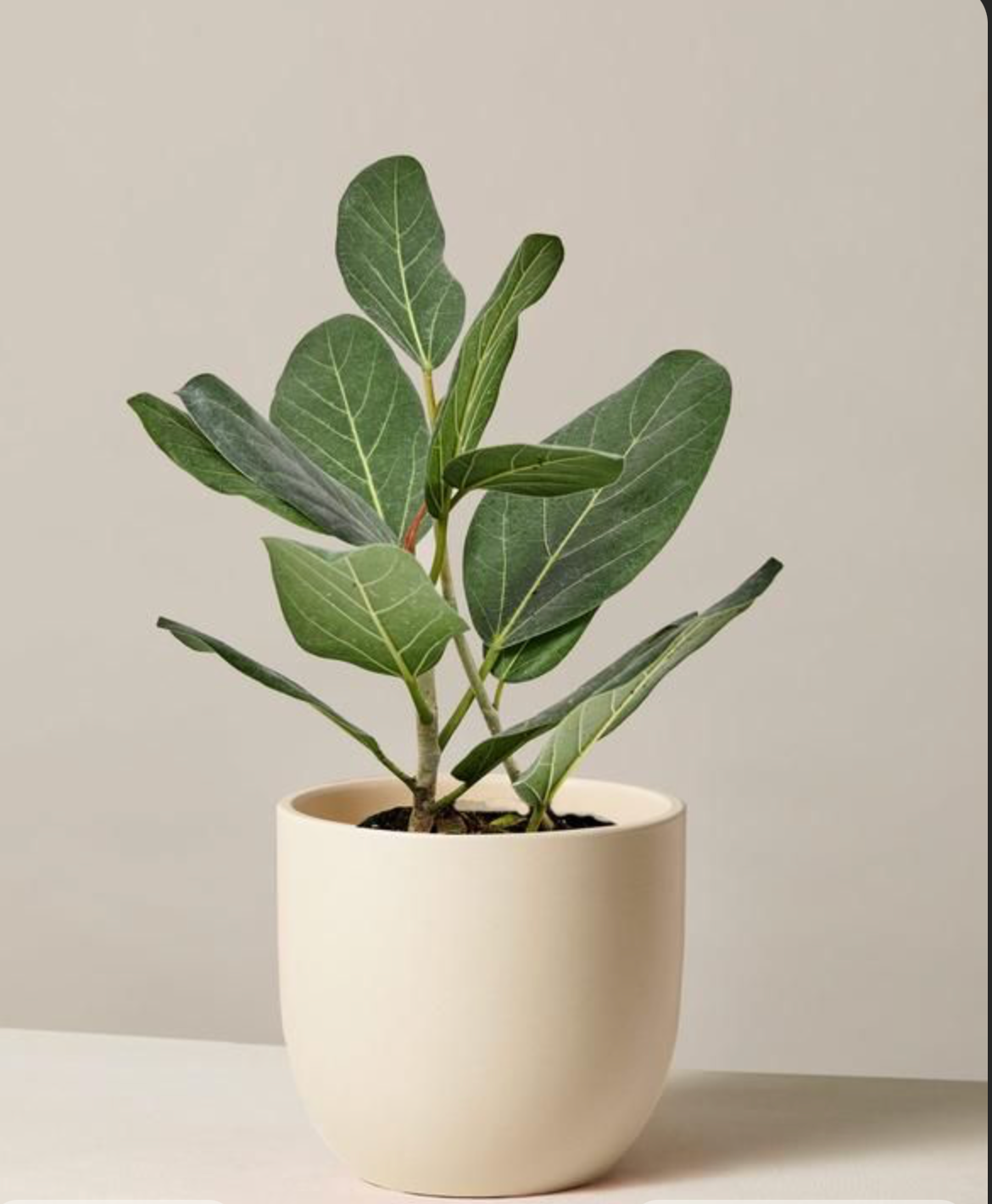 Ficus Audrey - 6 pouces