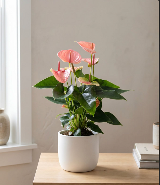 Anthurium rose  - 8 pouces