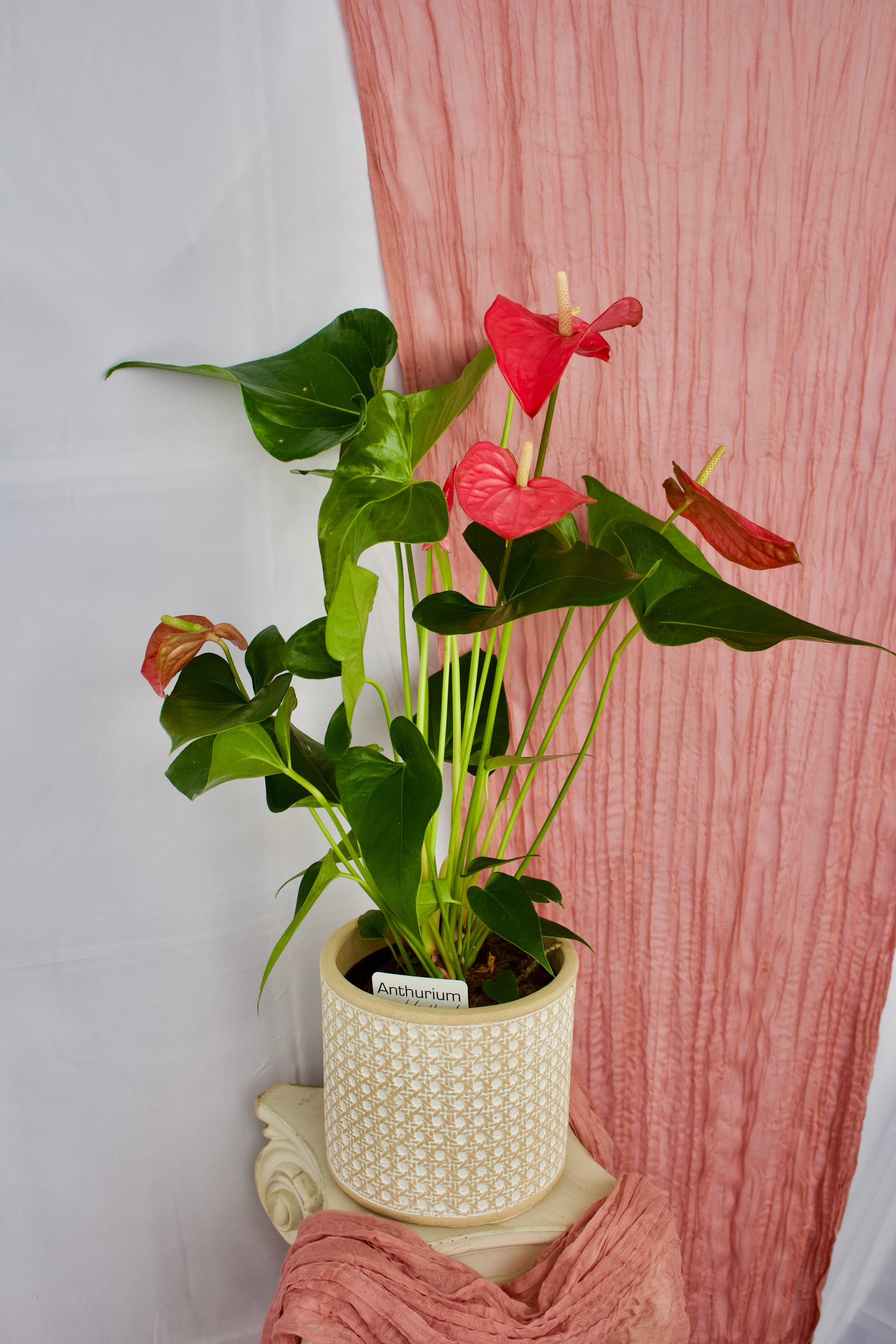 anthurium fleurs vertes Anthurium – Vert Tige