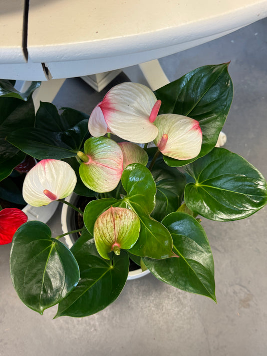 Anthurium rose et blanc(Très belle floraison) - 8 pouces
