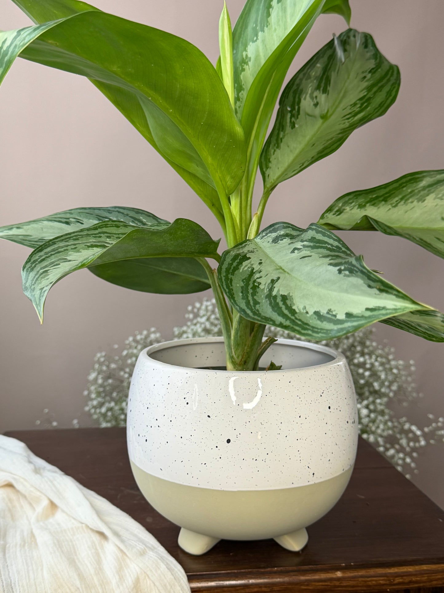 Cache-pot en céramique - Beige - 6 pouces