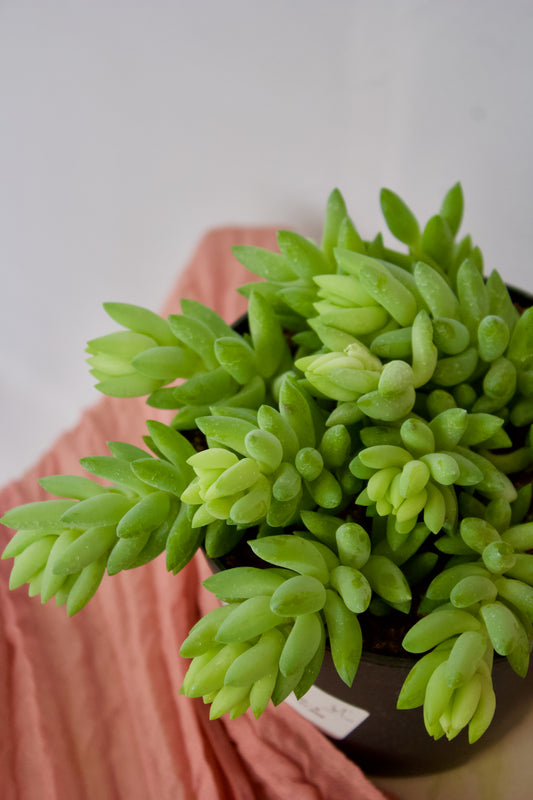 Burro Tail