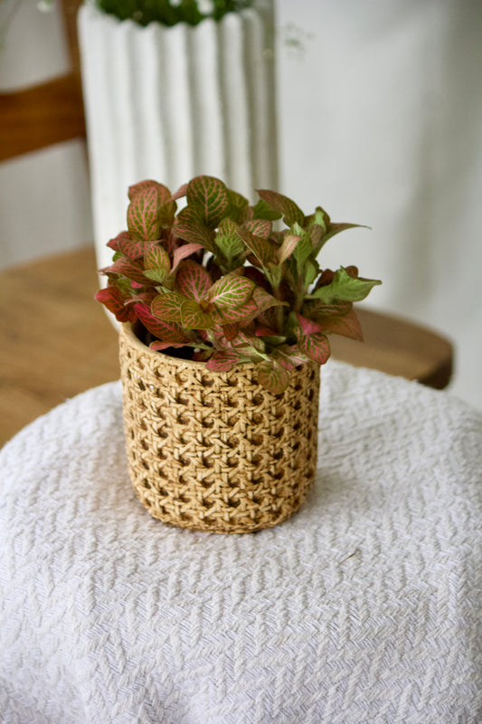 Fittonia - 4 pouces