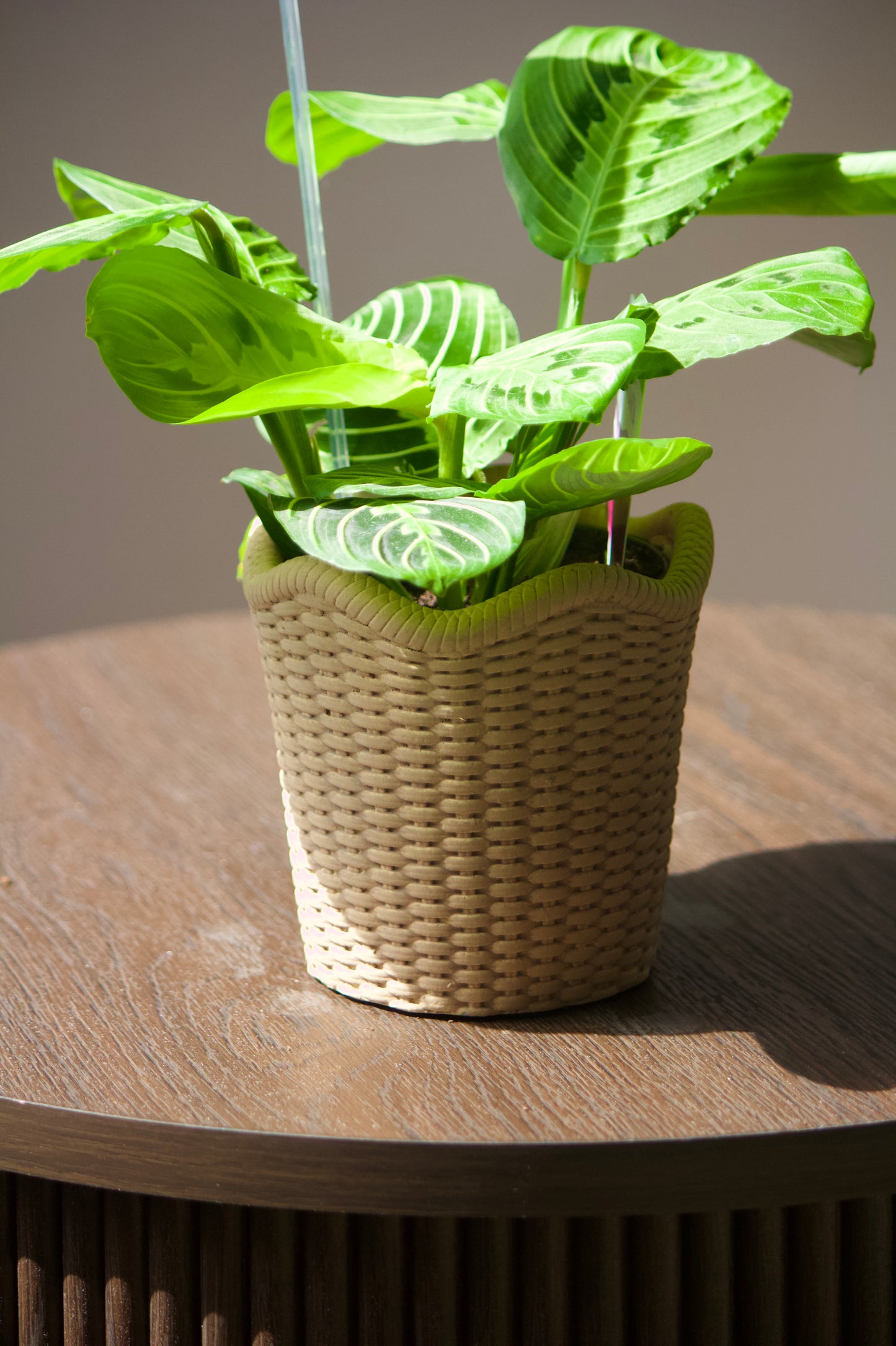 Cache-pot en céramique - Panier - 3,5 pouces