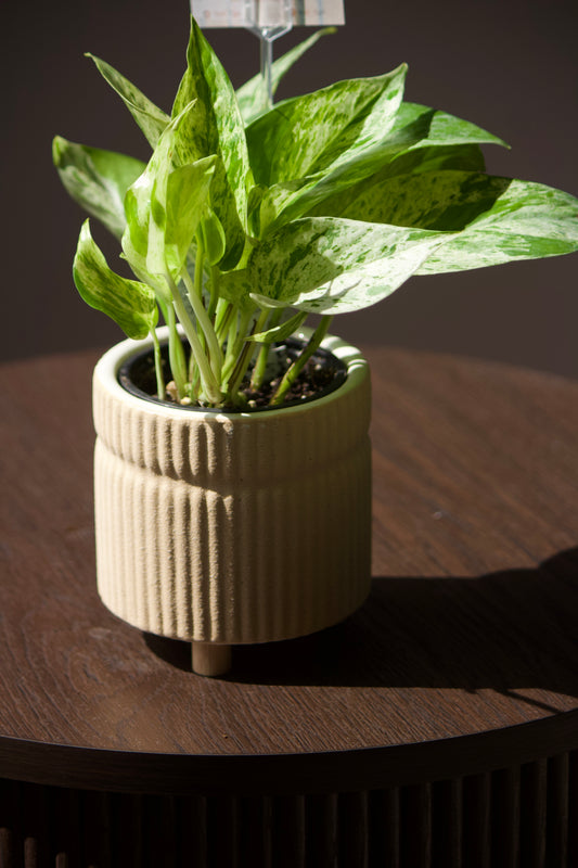 Cache-pot en céramique - Aria - 3,5 pouces