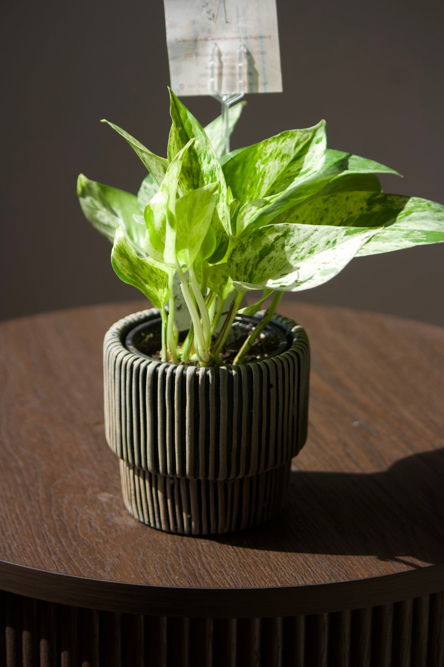 Cache-pot en céramique - ligne noir - 3,5 pouces