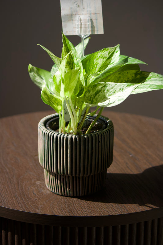 Cache-pot en céramique - ligne noir - 3,5 pouces