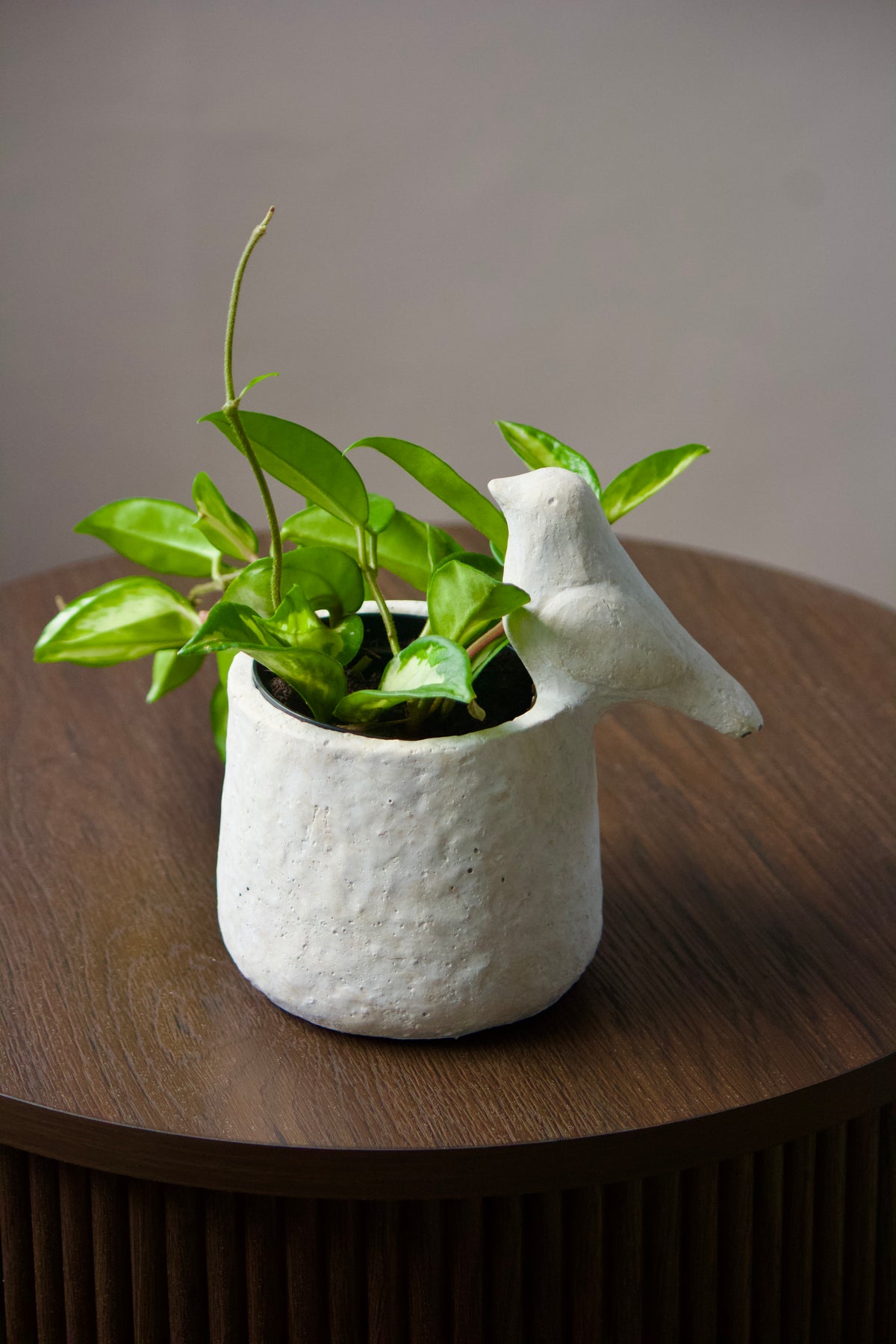 Cache-pot en céramique - Birdy - 3,5 pouces