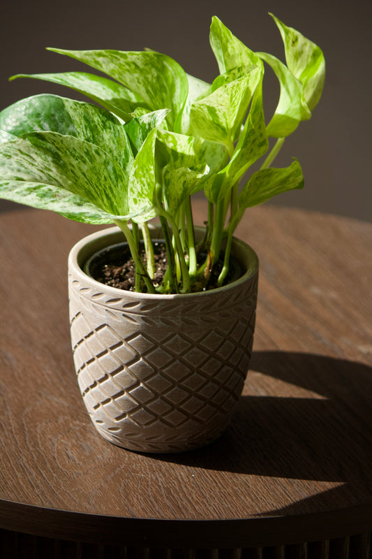 Cache-pot en céramique - Cacao - 3,5 pouces