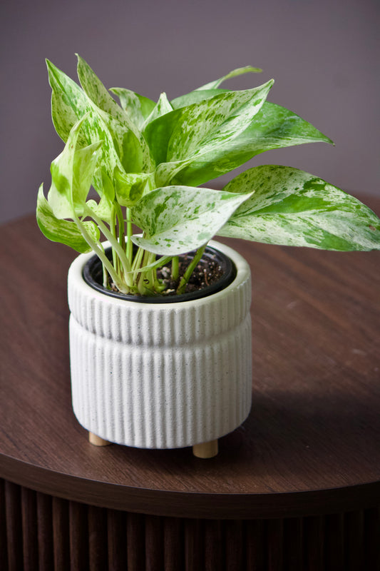 Cache-pot en céramique - blanc avec petites pattes - 3,5 pouces