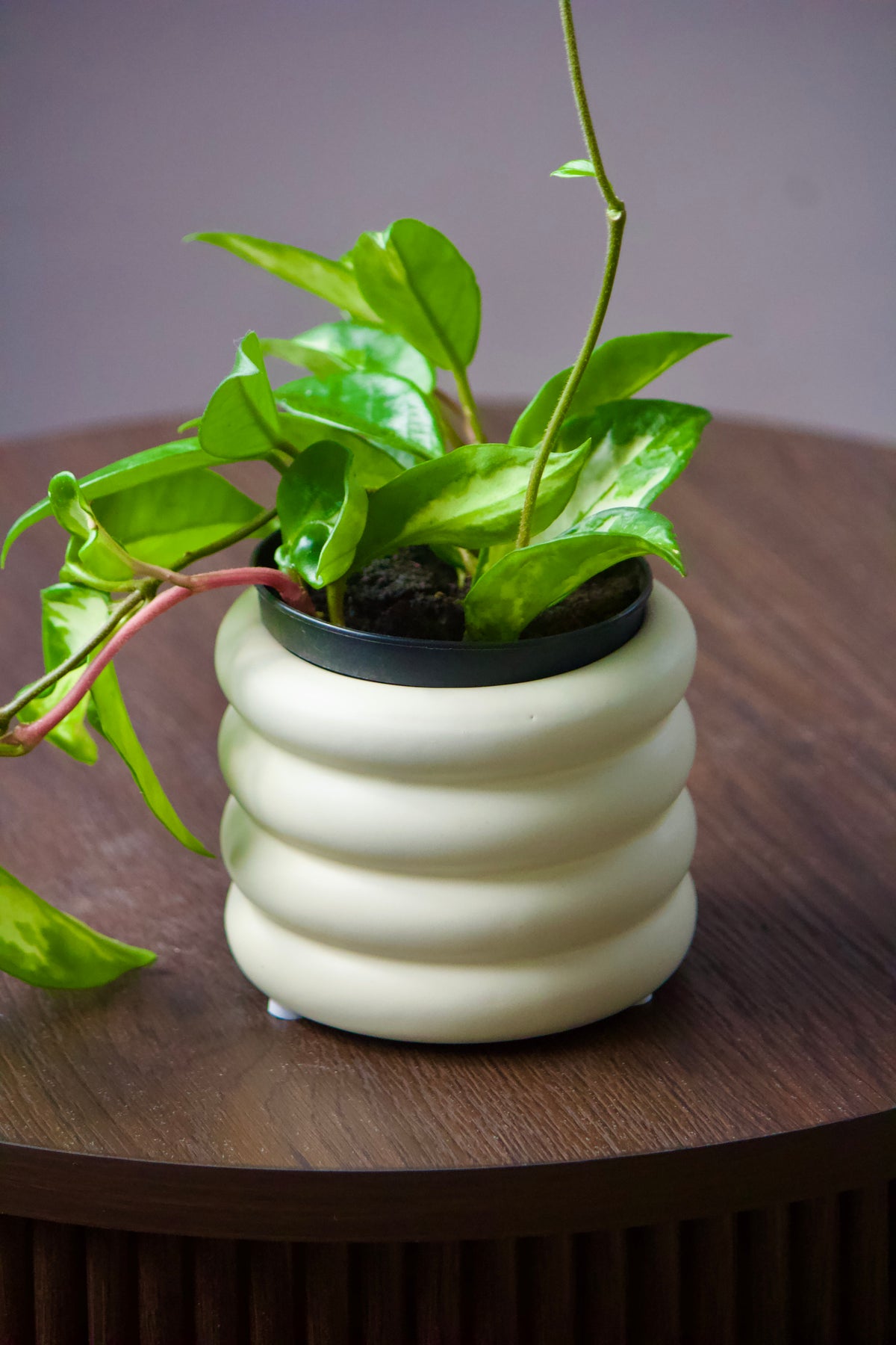 Cache-pot en céramique - Tryna - 3,5 pouces