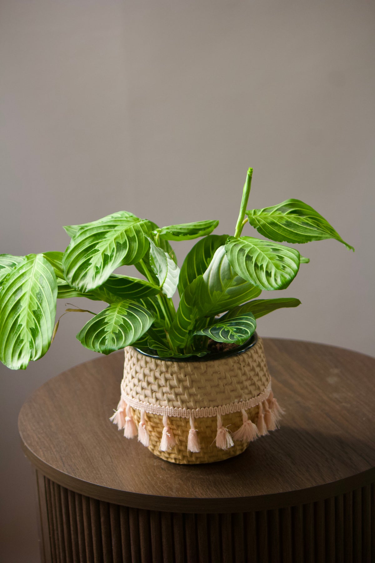 Cache-pot en céramique - Macramé rose - 5 pouces