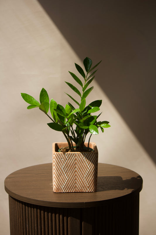Cache-pot en céramique - Rectangle Terra Cota - 5 pouces
