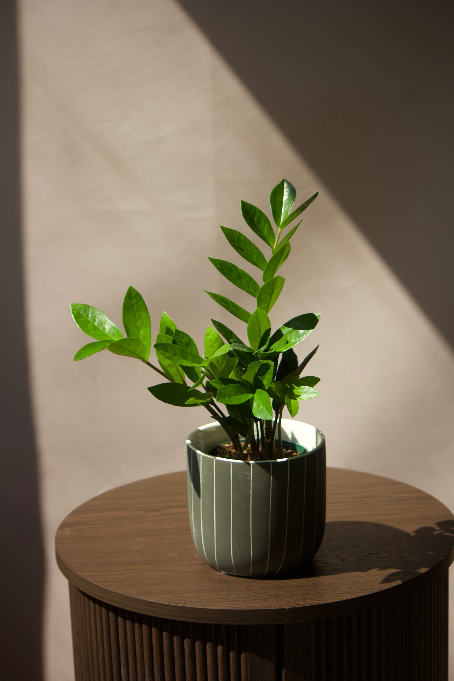 Cache-pot en céramique - Onyx avec ligne - 5 pouces