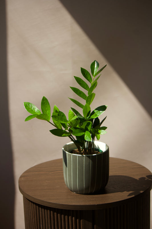 Cache-pot en céramique - Onyx avec ligne - 5 pouces