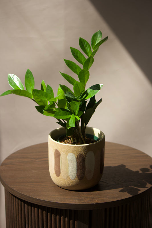 Cache-pot en céramique - Cléa - 5 pouces