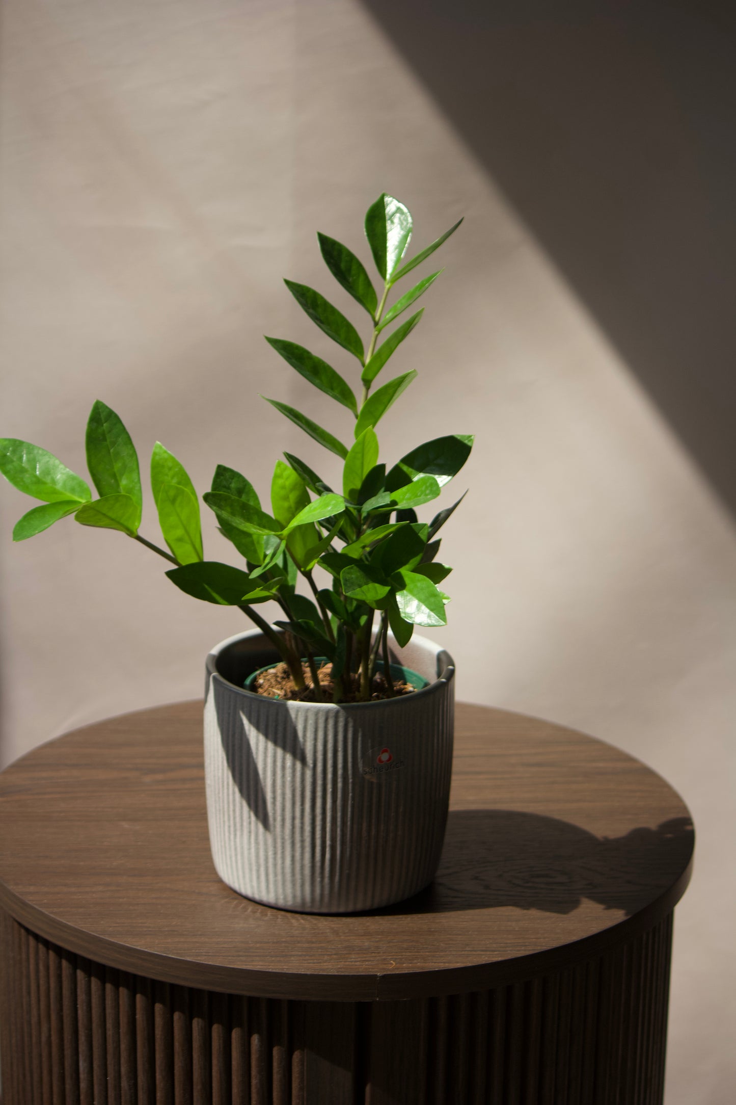 Cache-pot en céramique - Opale - 5 pouces