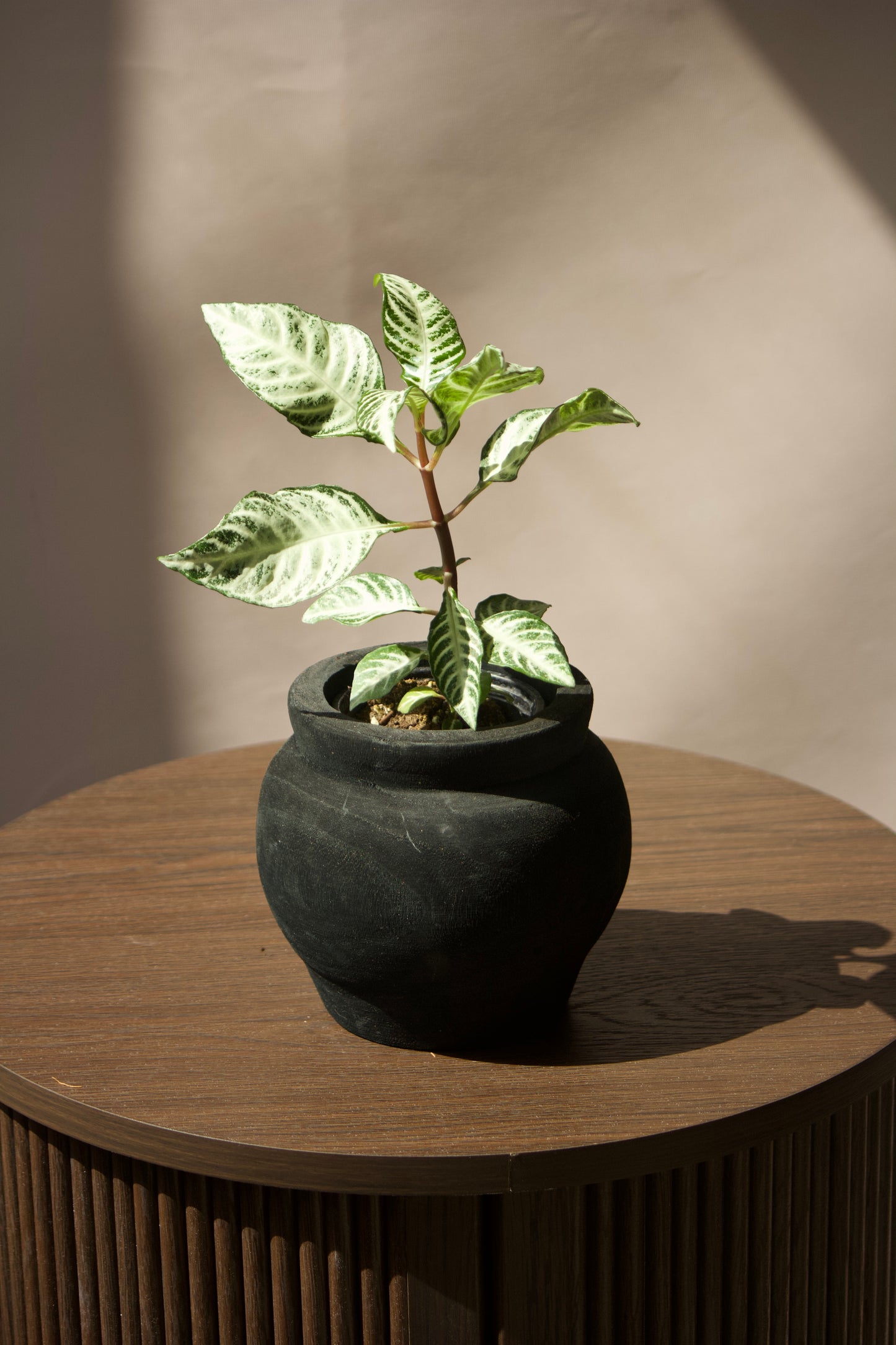 Cache-pot en bois - Noir - 3,5 pouces