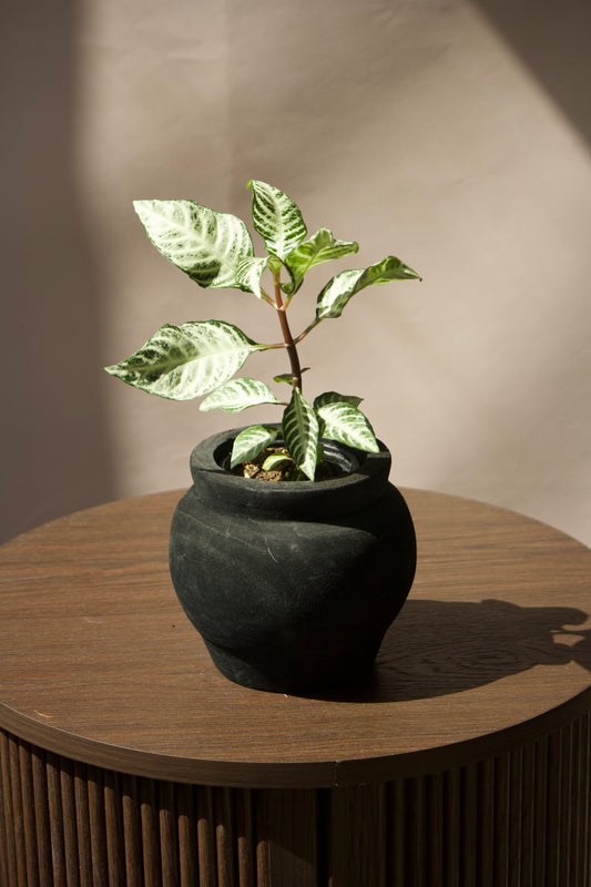 Cache-pot en bois - Noir - 3,5 pouces