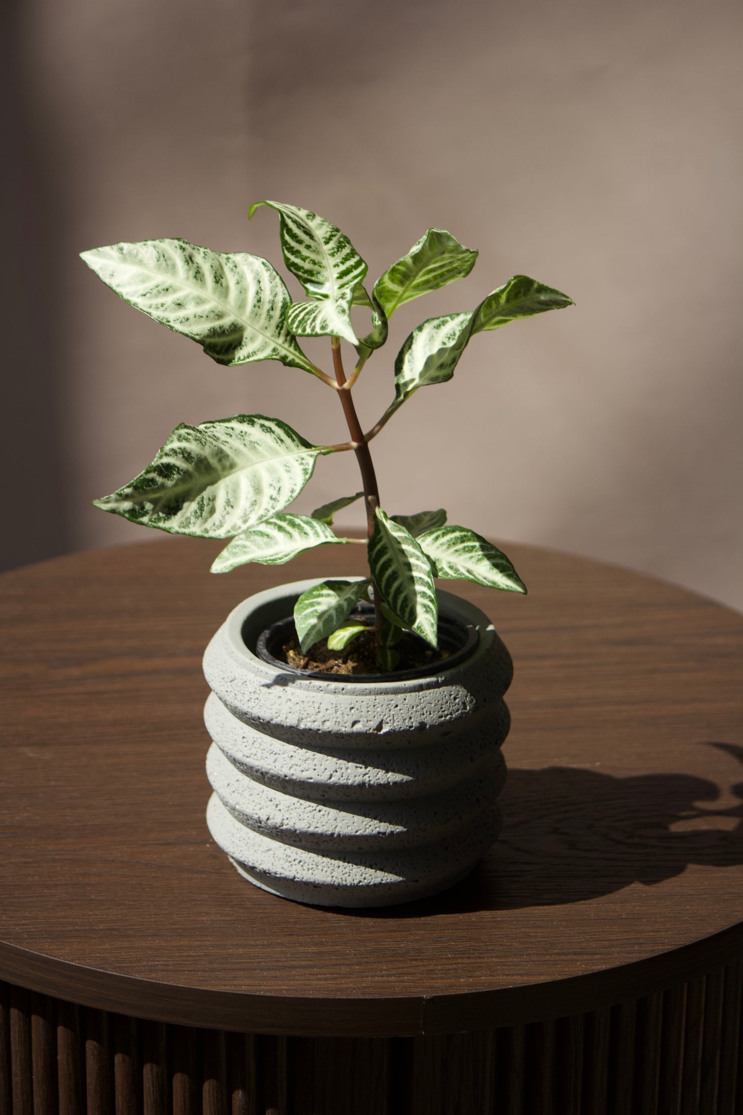 Cache-pot en céramique - Gris à bulles - 3,5 pouces