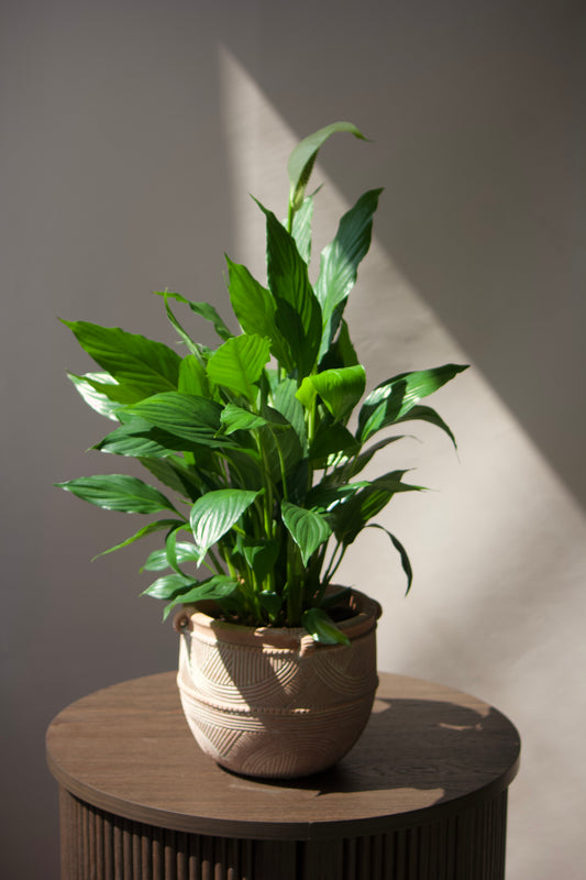 Cache-pot en céramique - Boho Terra cota - 6 pouces