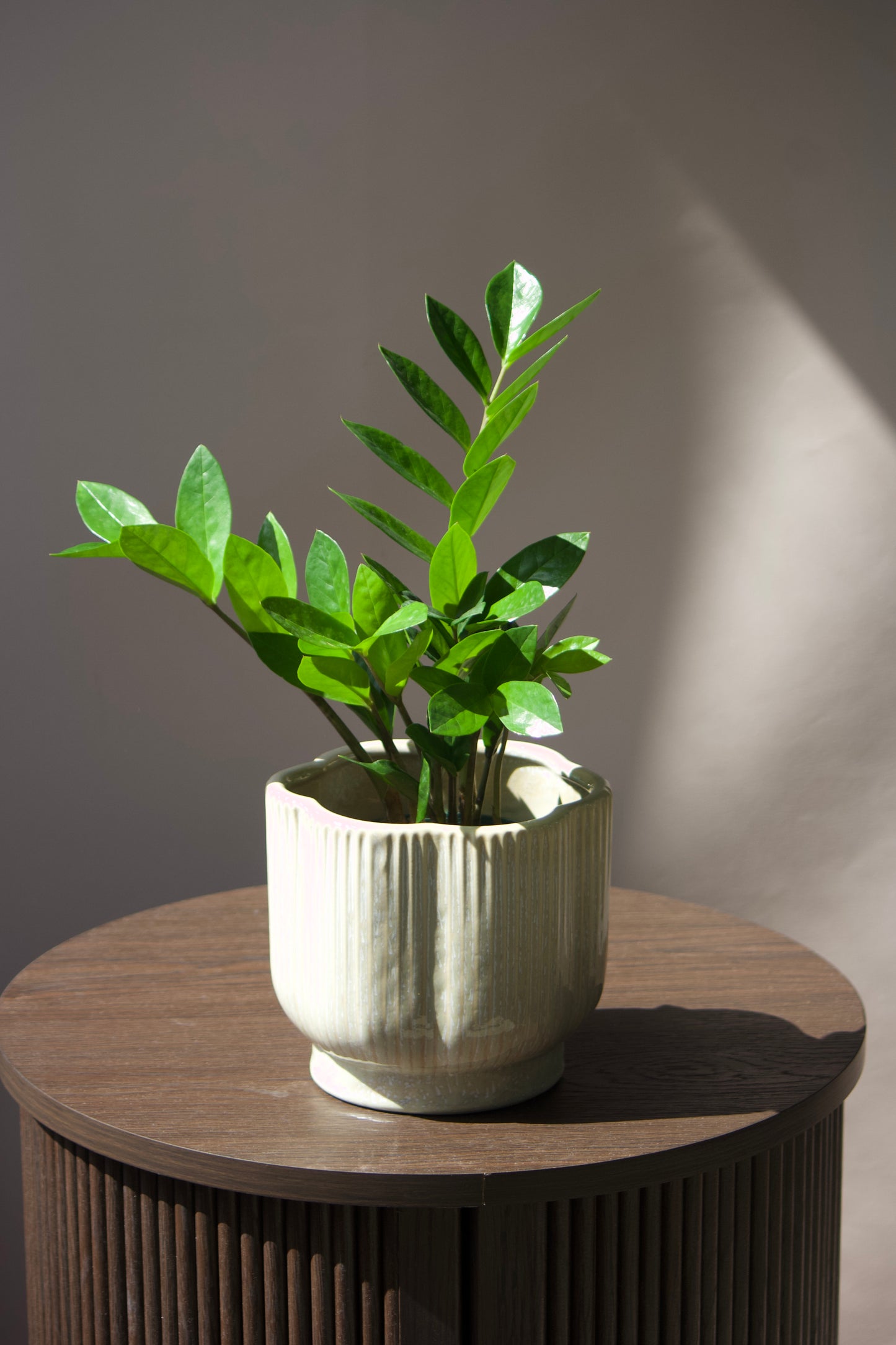 Cache-pot en céramique - Fleurs Taupes - 6 pouces