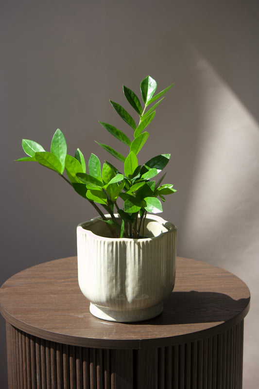 Cache-pot en céramique - Fleurs Taupes - 6 pouces