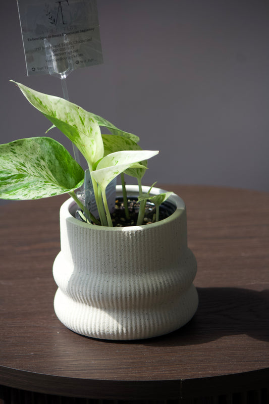 Cache-pot en céramique - Alba - 3,5 pouces