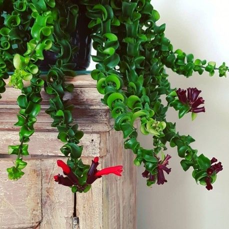 Aeschynanthus Rasta - 5 pouces