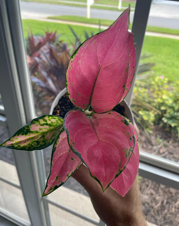 Aglaonema Pink princess - 5 pouces