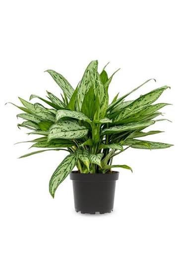 Aglaonema Christina - 6 pouces