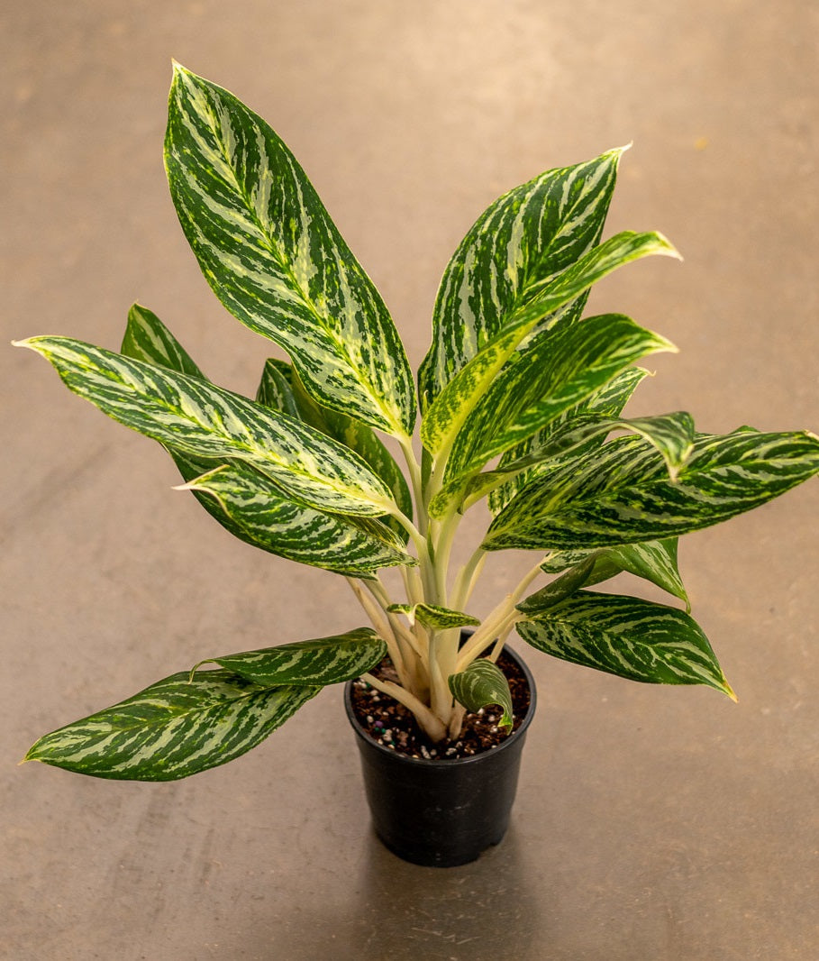 Aglaonema Golden Maddona - 5 pouces