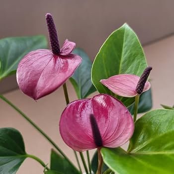 Anthurium Anouk Purple - 8 pouces