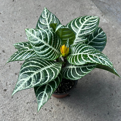 Aphelandra - 6 pouces
