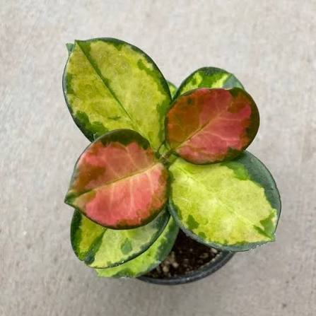 Hoya Australis - 5 pouces