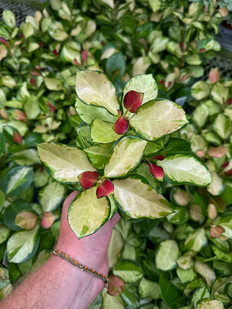 Hoya Australis - 5 pouces