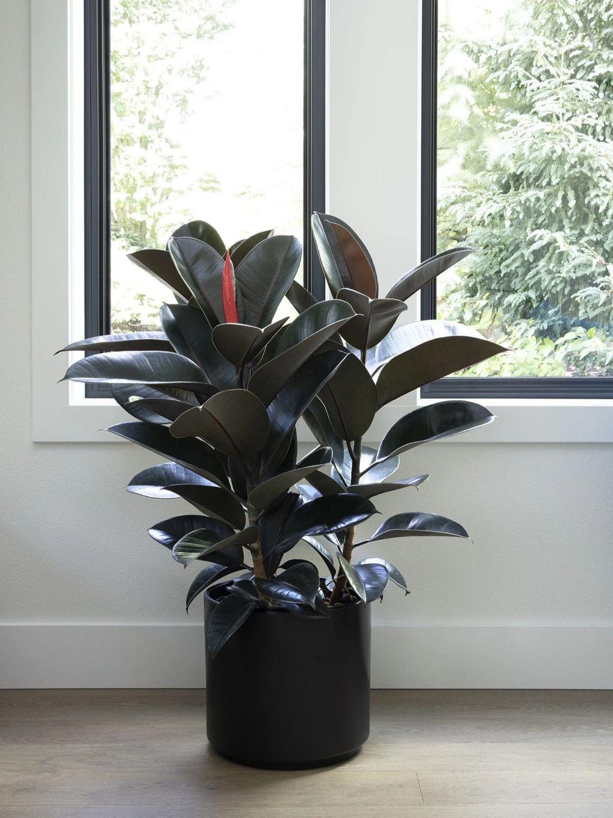 Ficus Burgundy - 10 pouces
