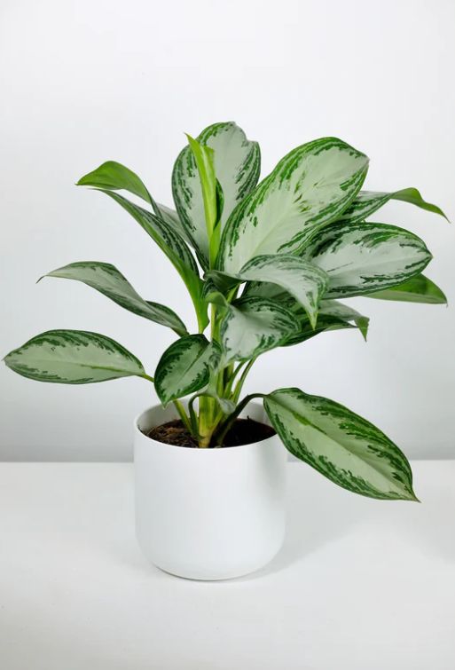 Aglaonema silver bay - 6 pouces