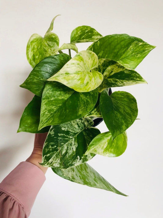 Pothos Marble Queen