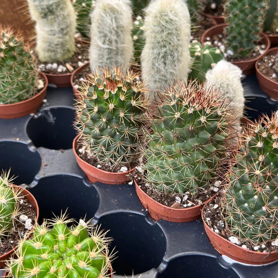 Cactus Assortis - 4 pouces