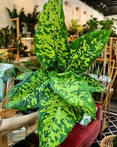 Dieffenbachia Cheetah - 6 pouces