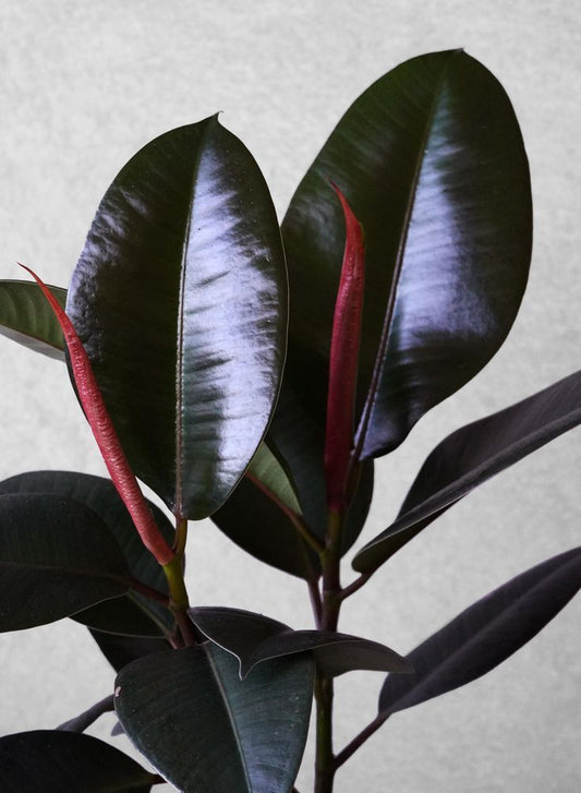 Ficus Burgundy - 10 pouces
