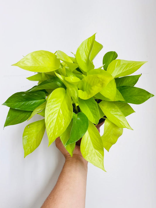 Pothos Néon - 3,5 pouces