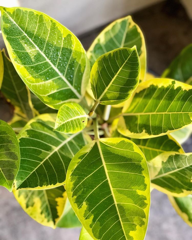 Ficus Altissima - 10 pouces
