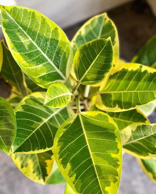 Ficus Altissima
