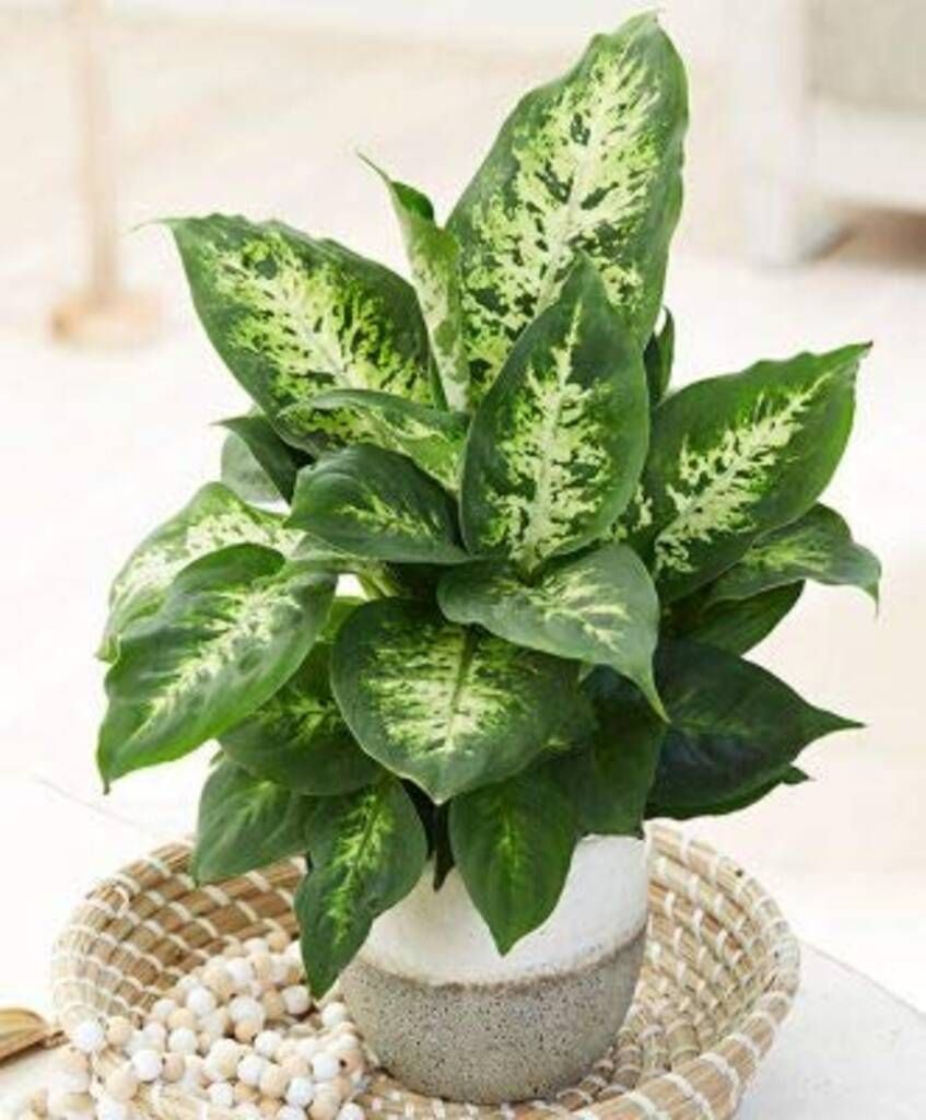 Dieffenbachia Vesuvius - 6 pouces