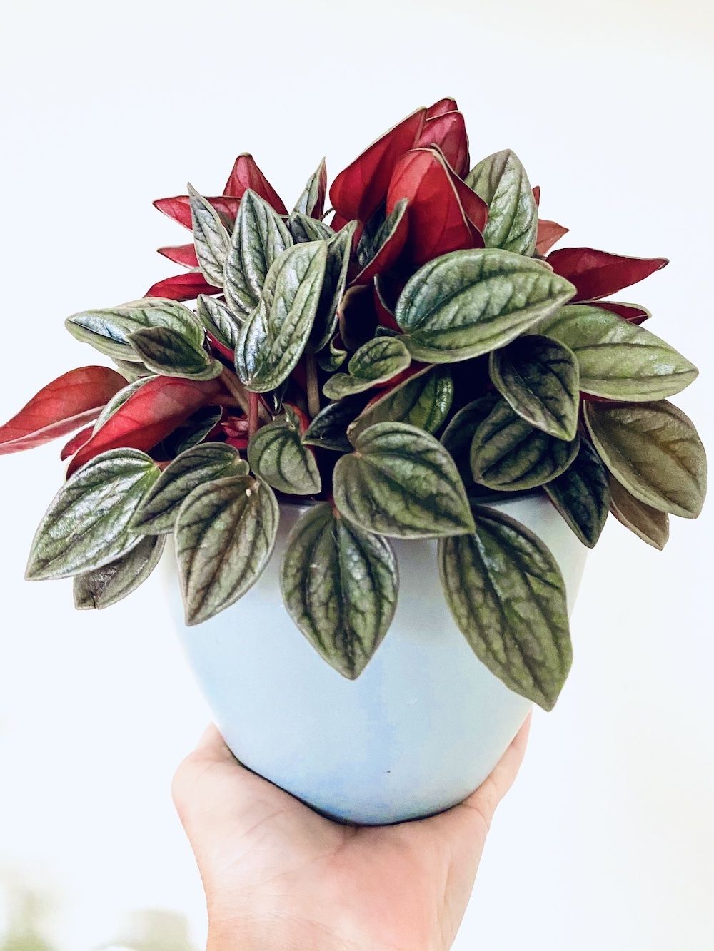 Peperomia rosso - 3,5 pouces
