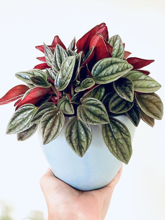 Peperomia rosso - 3,5 pouces